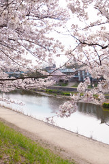 【京都】鴨川の桜