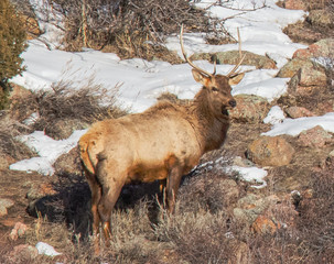 elk in the snow