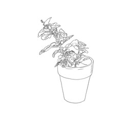 houseplant in a flower pot