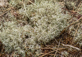Close up of wild Reindeer Lichen (Cladonia Rangiferina)