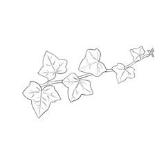 illustration of an ivy twig on a white background