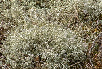 Close up of wild Reindeer Lichen (Cladonia Rangiferina)