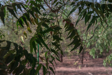 Green environment of large trees Jeddah, Saudi Arabia