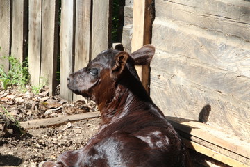 Calf Resting, Fort Edmonton Park, Edmonton, Alberta