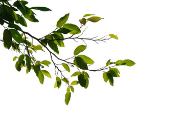 green tree branch isolated on white background