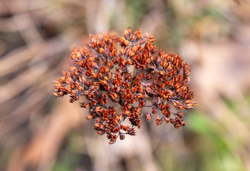 withered flower in winter
