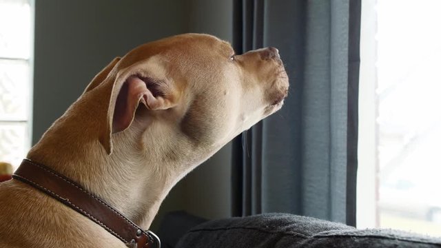 Howling Brown Pitbull Puppy Dog Responds to Tornado Sirens with Audio
