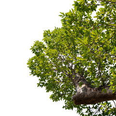 green tree branch isolated on white background