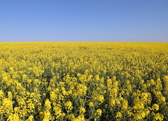 Obraz premium Winter? Oh no. Its summer!