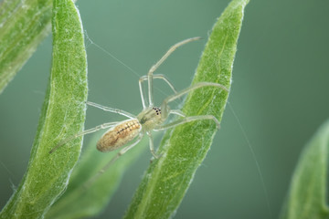 Small transparent spider