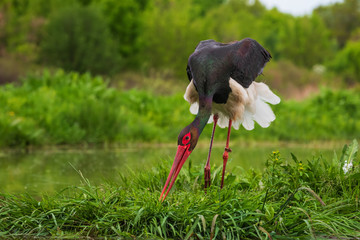 Black Stork - Ciconia nigra, beautiful iconic water bird from European fresh waters, Hortobagy, Hungary. © David