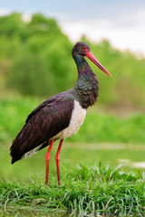 Black Stork - Ciconia nigra, beautiful iconic water bird from European fresh waters, Hortobagy, Hungary.