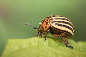 Colorado potato beetle on a leaf