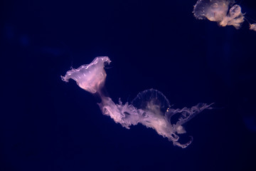 Low key jellyfish sea saltwater tank aquarium ocean life dark water