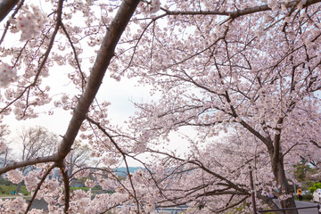 【京都】鴨川の桜