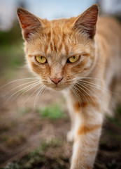 Portrait of a red cat on the nature.