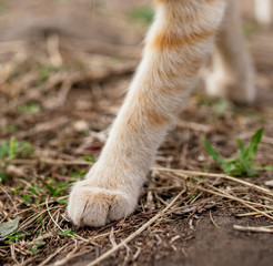 Paw of a red cat on the nature.