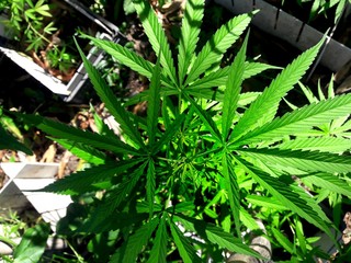 cannabis plant, marijuana grow in farm, herbal medical