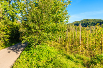 Fototapeta na wymiar Trees and green farming fields in Beskid Sadecki Mountains near Nowy Sacz, Poland
