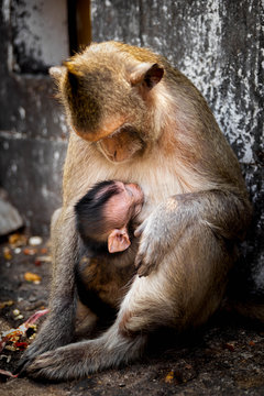 Baby Monkey Sleep In Chest Mother