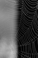 Close up of spiders web. Finnsj&ouml;n, M&ouml;lnlycke, Sweden
