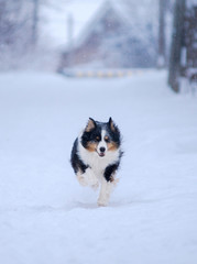 Winter forest, Blizzard, snowfall, high snowdrifts and a dog, a breed of Australian shepherd, Aussie, runs along a snow path to meet