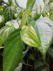 betel 