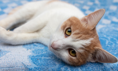 Fototapeta na wymiar White cat with red spots