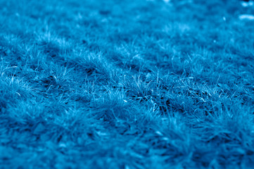 Winter grass. Selective focus. Classic Blue Color