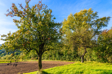 Trees and green farming fields in Beskid Sadecki Mountains near Nowy Sacz, Poland