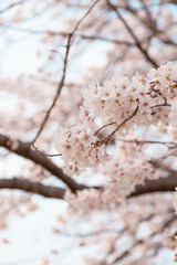 【京都】鴨川の桜