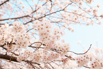 【京都】鴨川の桜