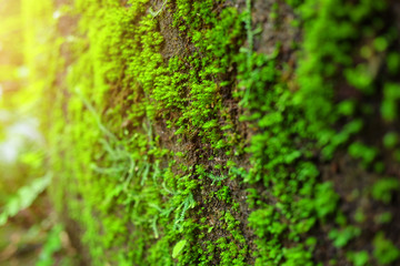 Macro green moss texture on stone in rainforest