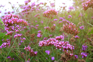 Blooming Violet verbena flowers with natural sunlight in meadow
