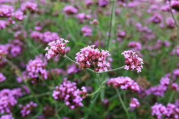 Blooming Violet verbena flowers with natural sunlight in meadow
