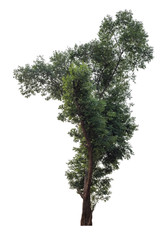Isolated tree on white background