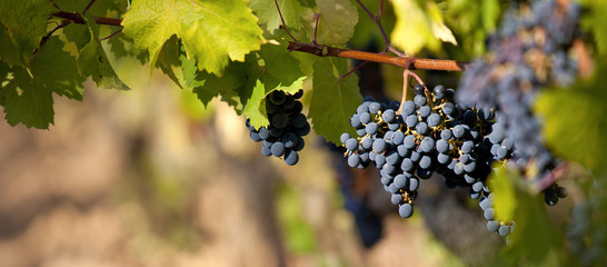 Raisin noir avant les vendanges dans un vignoble en France.