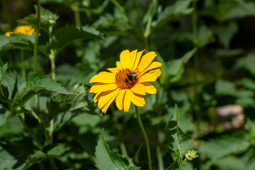 Heliopsis (False Sunflower) flower blossom with green leaves in the garden in spring and summer season.