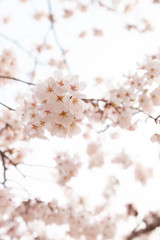 Naklejka premium 【京都】鴨川の桜