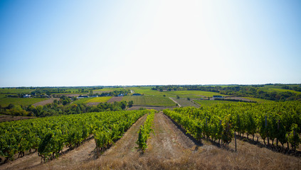 Fototapeta na wymiar Vigne et vignoble en France, Anjou, coteaux du Layon.