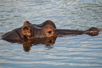 hippopotamus reflection as it floats to the surface