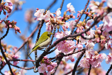 河津桜のメジロ