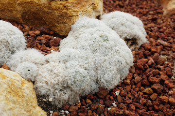 Blooming Mammillaria plumosa or Feather Cactus in Desert plants and cactus Garden