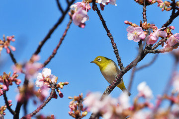 河津桜のメジロ