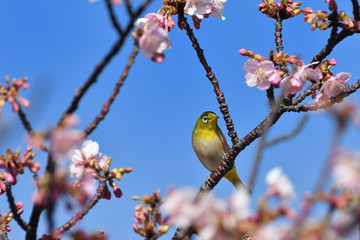 河津桜のメジロ