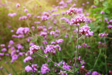 Fototapeta premium Blooming Violet verbena flowers with natural sunlight in meadow