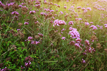 Obraz na płótnie Canvas Blooming Violet verbena flowers with natural sunlight in meadow
