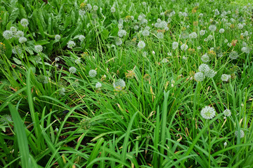 Blooming white flowers in meadow