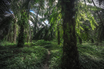 Nature green wood sunlight backgrounds.