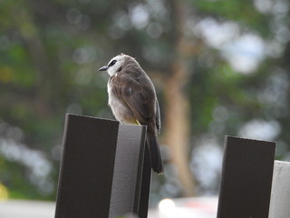 Yellow-Vented Bulbuls ((Pycnonotus goiavier)perched on the branches or flowers, feeding on nectar 